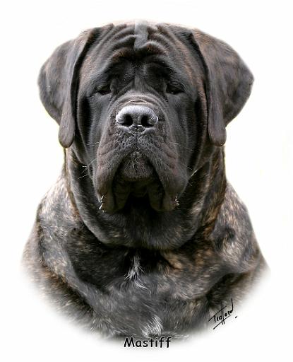 Mastiff 9Y363D-076.jpg